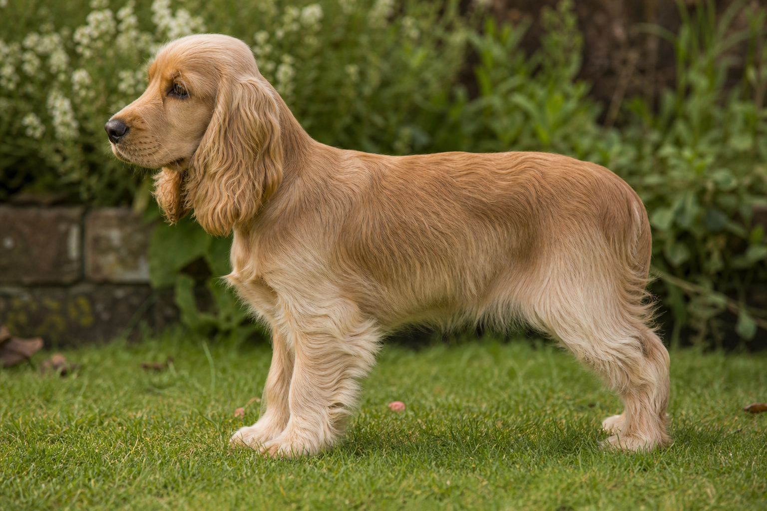 Jeune cocker anglais golden de profil, corps compact, dos droit et longues oreilles franges, sur l'herbe